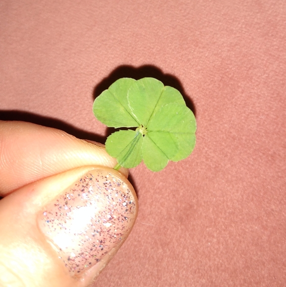 🍀 REAL Wild 5 Leaf Clover Rare Just for You Found 4 /24/23 USA yard Lucky Five - Picture 7 of 13